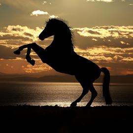 Muurdecoratie foto op aluminium paard